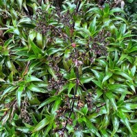 Hedyotis gardneri Thwaites